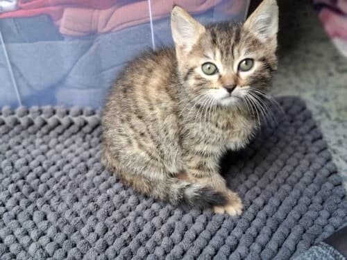 Griselda, Tigré marron✔ Stérilisation à faire à 6 female puppy Mixed Breed for adoption at Chats du Parisis, Montigny-lès-Cormeilles