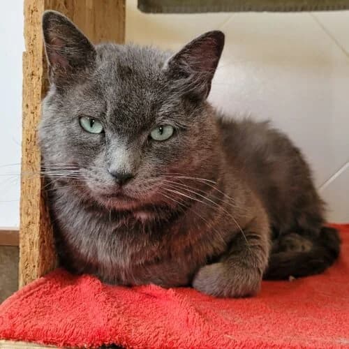 Guibole, Mixed Breed (Chats du Parisis)
