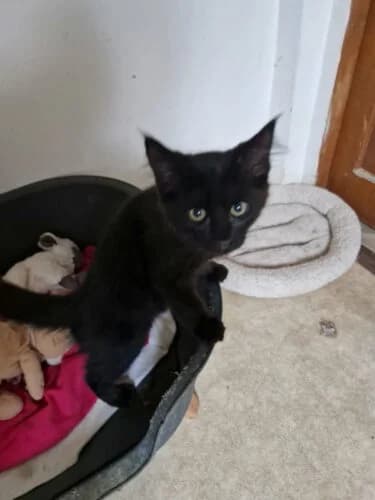 Guimi, Mixed Breed (Chats du Parisis)