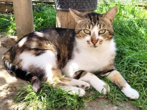 Gypsie (FIV+), Tigré marron et blanc✔ Stérilisé✔ Identi male Mixed Breed for adoption at Chats du Parisis, Montigny-lès-Cormeilles
