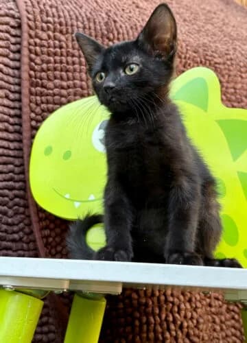 Harkane, Mixed Breed (Chats du Parisis)