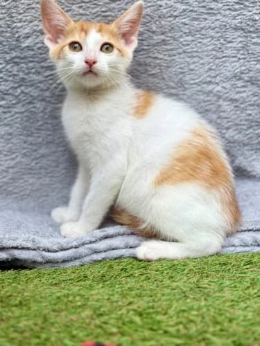 Hawai, Roux et blanc✔ Stérilisation à faire à 6 male puppy Mixed Breed for adoption at Chats du Parisis, Montigny-lès-Cormeilles