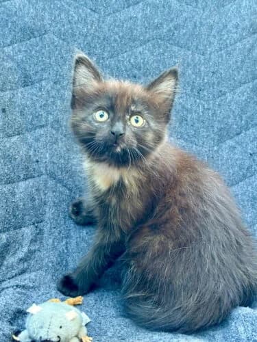 Hayley, Ecaille✔ Stérilisation à faire à 6 mois✔ female puppy Mixed Breed for adoption at Chats du Parisis, Montigny-lès-Cormeilles