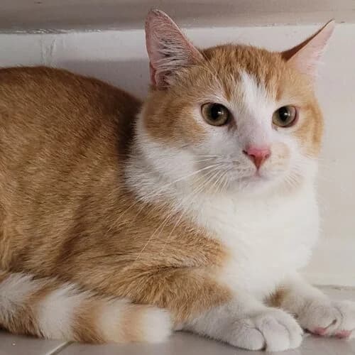 Mac, Roux et blanc✔ Stérilisé✔ Identifié✔ Vac male Mixed Breed for adoption at Chats du Parisis, Montigny-lès-Cormeilles