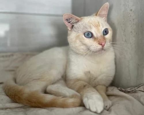 Madelin, Crème✔ Stérilisé✔ Identifié✔ VaccinéTest male Mixed Breed for adoption at Chats du Parisis, Montigny-lès-Cormeilles
