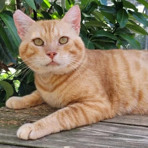 Major (FIV+), Roux✔ ✔ Identifié✔ VaccinéTesté FIV ➕ male puppy Mixed Breed for adoption at Chats du Parisis, Montigny-lès-Cormeilles