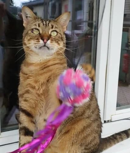 Maxou (FIV+), Tigré marron✔ Stérilisé✔ Identifié✔ Vacc male 7yo Mixed Breed for adoption at Chats du Parisis, Montigny-lès-Cormeilles