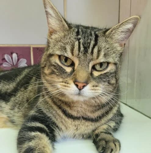 Minou, Tigré marron✔ Stérilisé✔ Identifié✔ Vacc male 4yo Mixed Breed for adoption at Chats du Parisis, Montigny-lès-Cormeilles