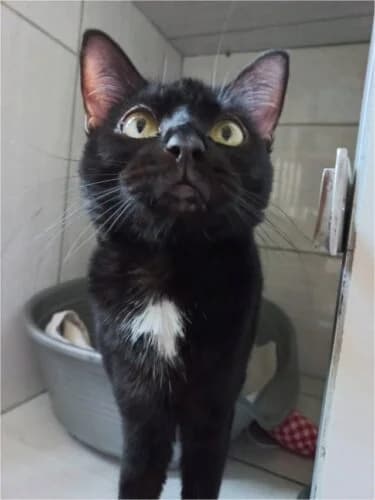 Muscade, Mixed Breed (Chats du Parisis)