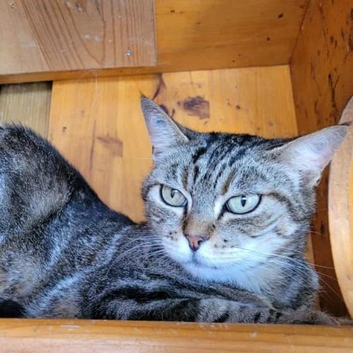 Nina, Tigré marron✔ Stérilisé✔ Identifié✔ Vacc female Mixed Breed for adoption at Chats du Parisis, Montigny-lès-Cormeilles