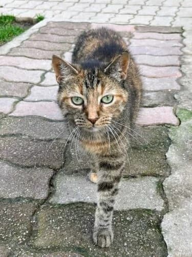 Nyna, Tigré marron✔ Stérilisé✔ Identifié✔ Vacc female senior Mixed Breed for adoption at Chats du Parisis, Montigny-lès-Cormeilles