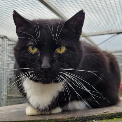 Patou, Noir et blanc✔ Stérilisé✔ Identifié✔ Vac male senior Mixed Breed for adoption at Chats du Parisis, Montigny-lès-Cormeilles