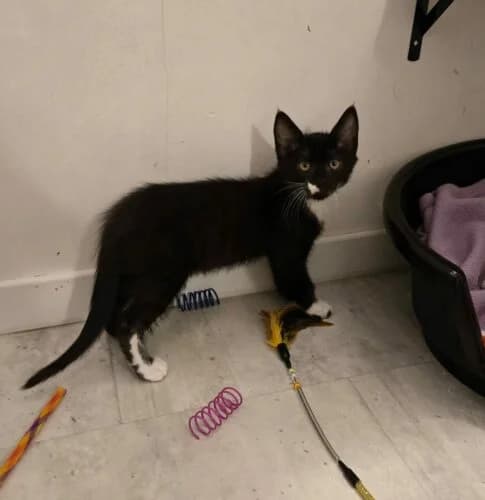 Pepper, Mixed Breed (Chats du Parisis)