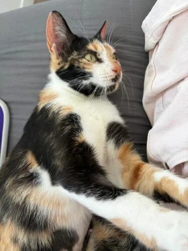 Pixel, female young Mixed Breed for adoption at Ecole du Chat Libre du Parisis