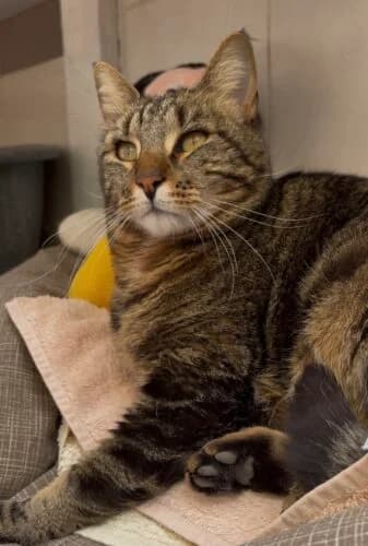 Smooky, Tigré marron✔ Stérilisé✔ Identifié✔ Vacc male young Mixed Breed for adoption at Chats du Parisis, Montigny-lès-Cormeilles