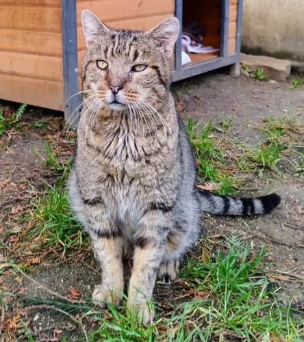 Tibra (FIV+), Tigré marron✔ Stérilisé✔ Identifié✔ Vacc male young Mixed Breed for adoption at Chats du Parisis, Montigny-lès-Cormeilles