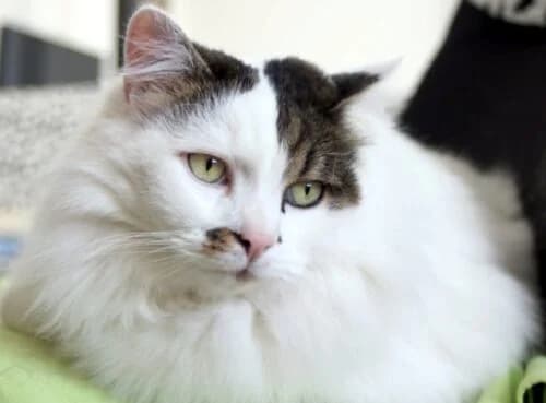 Tiloup, Tigré marron et blanc✔ Stérilisé✔ Identi male Mixed Breed for adoption at Chats du Parisis, Montigny-lès-Cormeilles