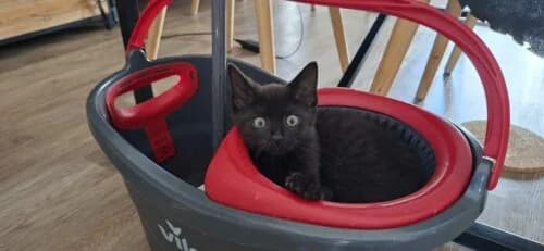 Vito, Noir✔ Stérilisation à faire à 6 mois✔ Id male Mixed Breed for adoption at Chats du Parisis, Montigny-lès-Cormeilles