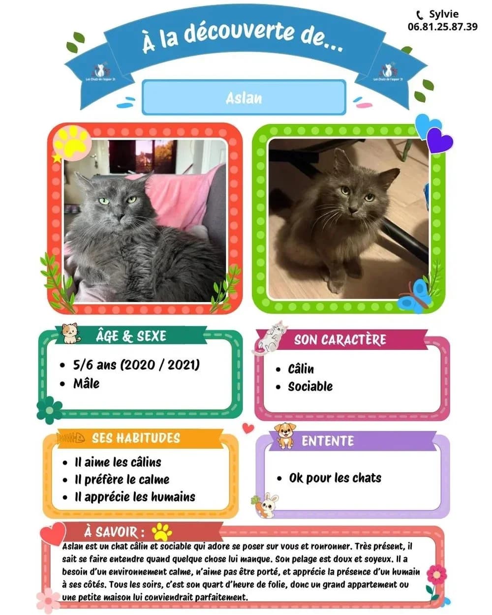 Aslan, Mixed Breed for adoption at Les Chats de l