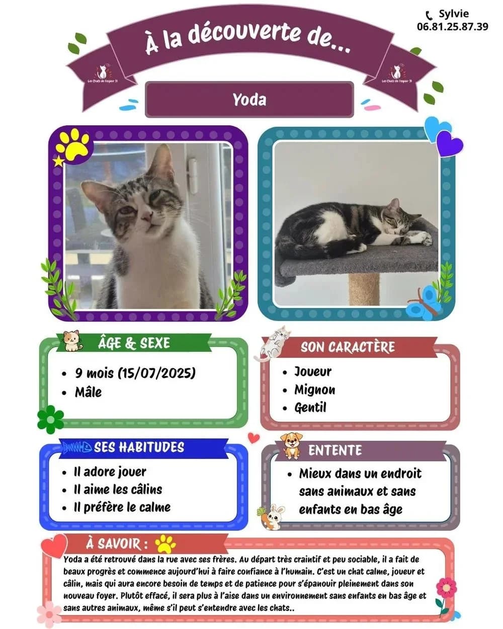 Chipie, Mixed Breed (Les Chats de l)