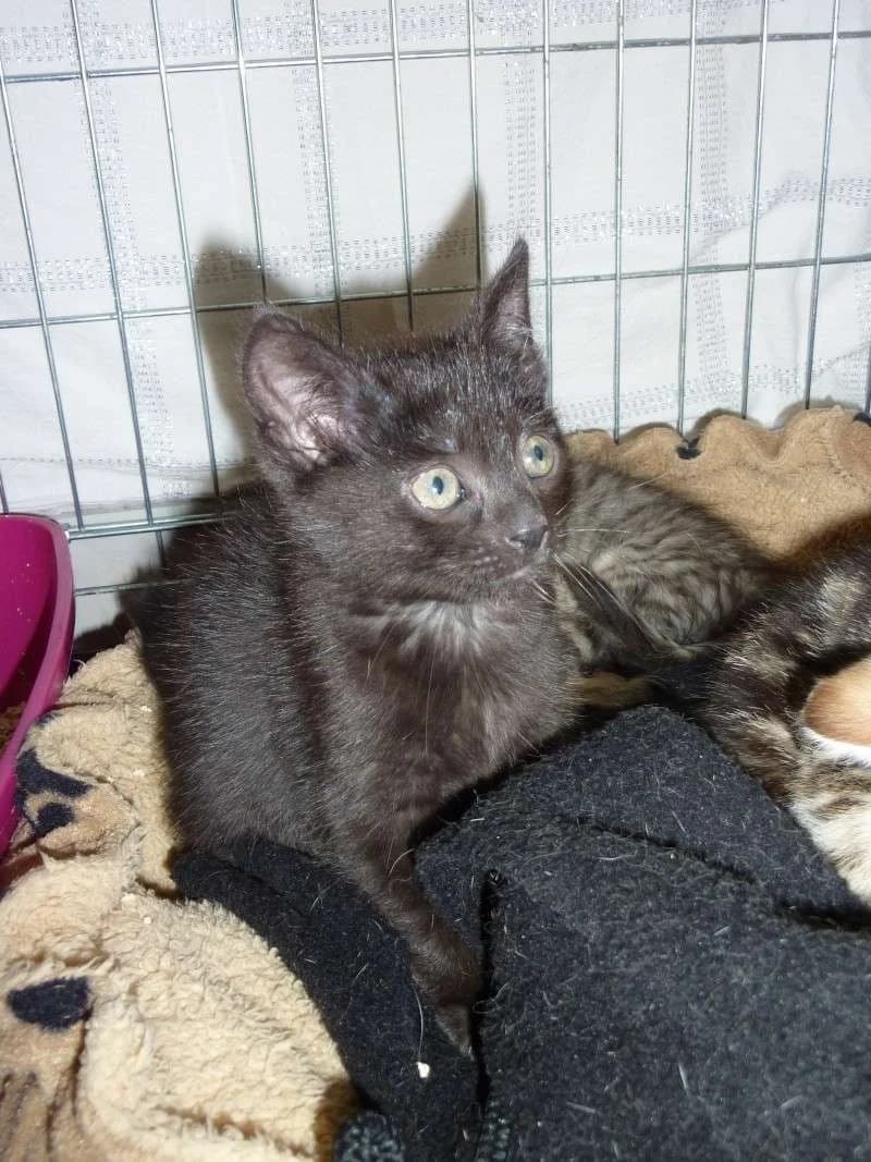 Ilfie, female senior Mixed Breed for adoption at Association Les Chats Vagabonds