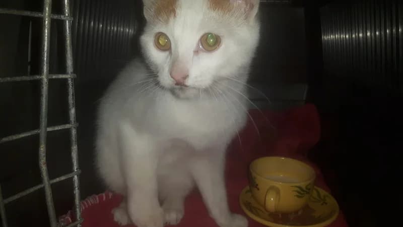 Chatonne, female Mixed Breed for adoption at Association Les Chats Vagabonds