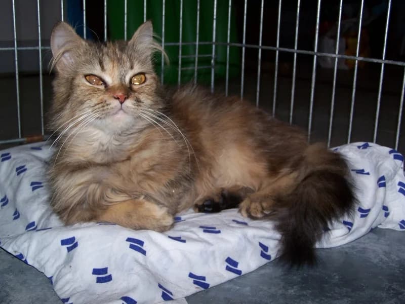 Emmy, female Mixed Breed for adoption at Association Les Chats Vagabonds