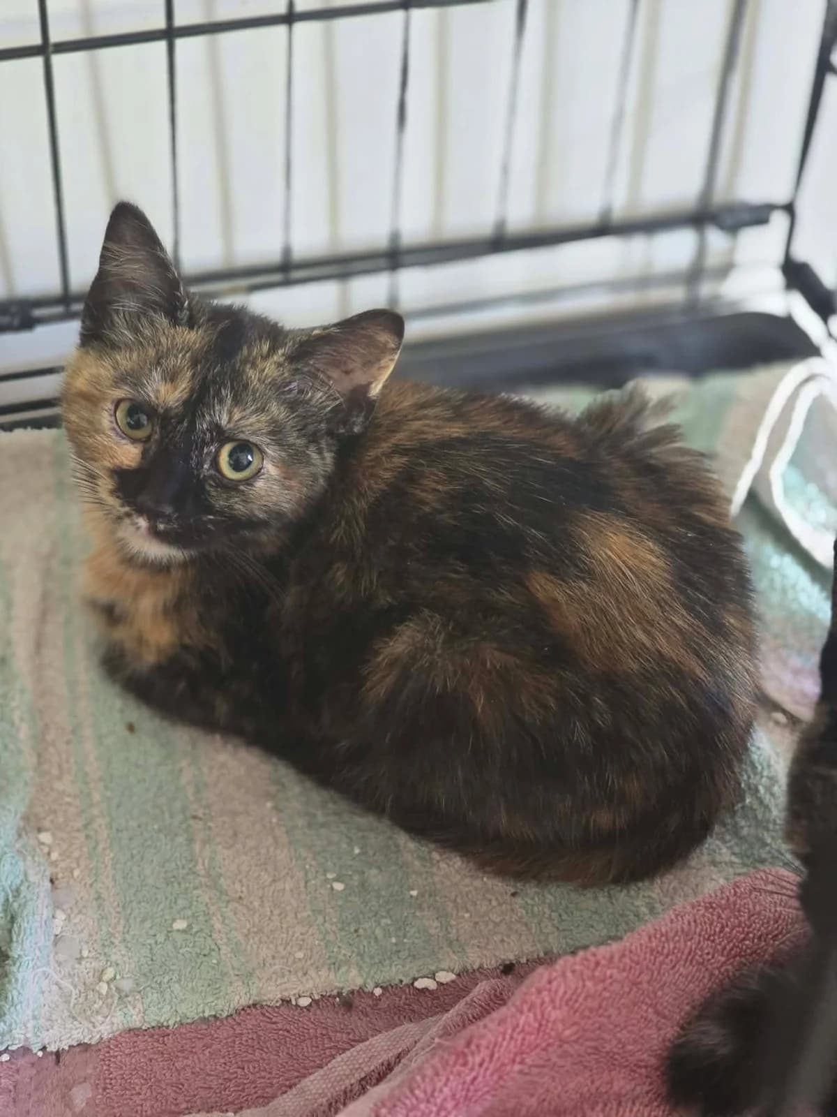 adelie, female Mixed Breed for adoption at Chats