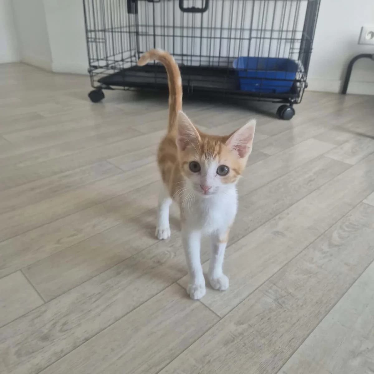 boddy, male Mixed Breed for adoption at Chats