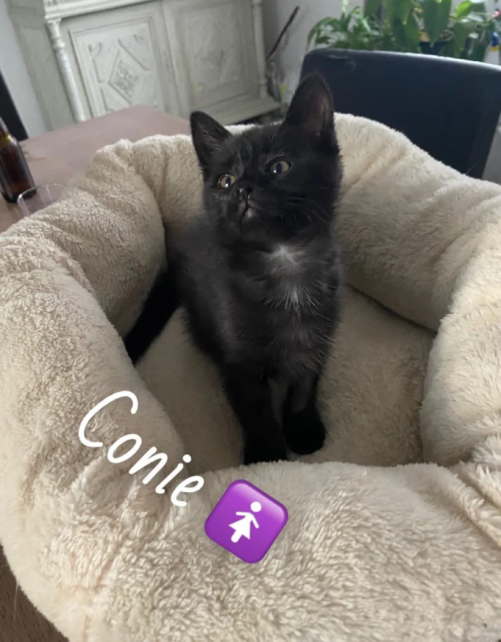 Conie, female Mixed Breed for adoption at Chats