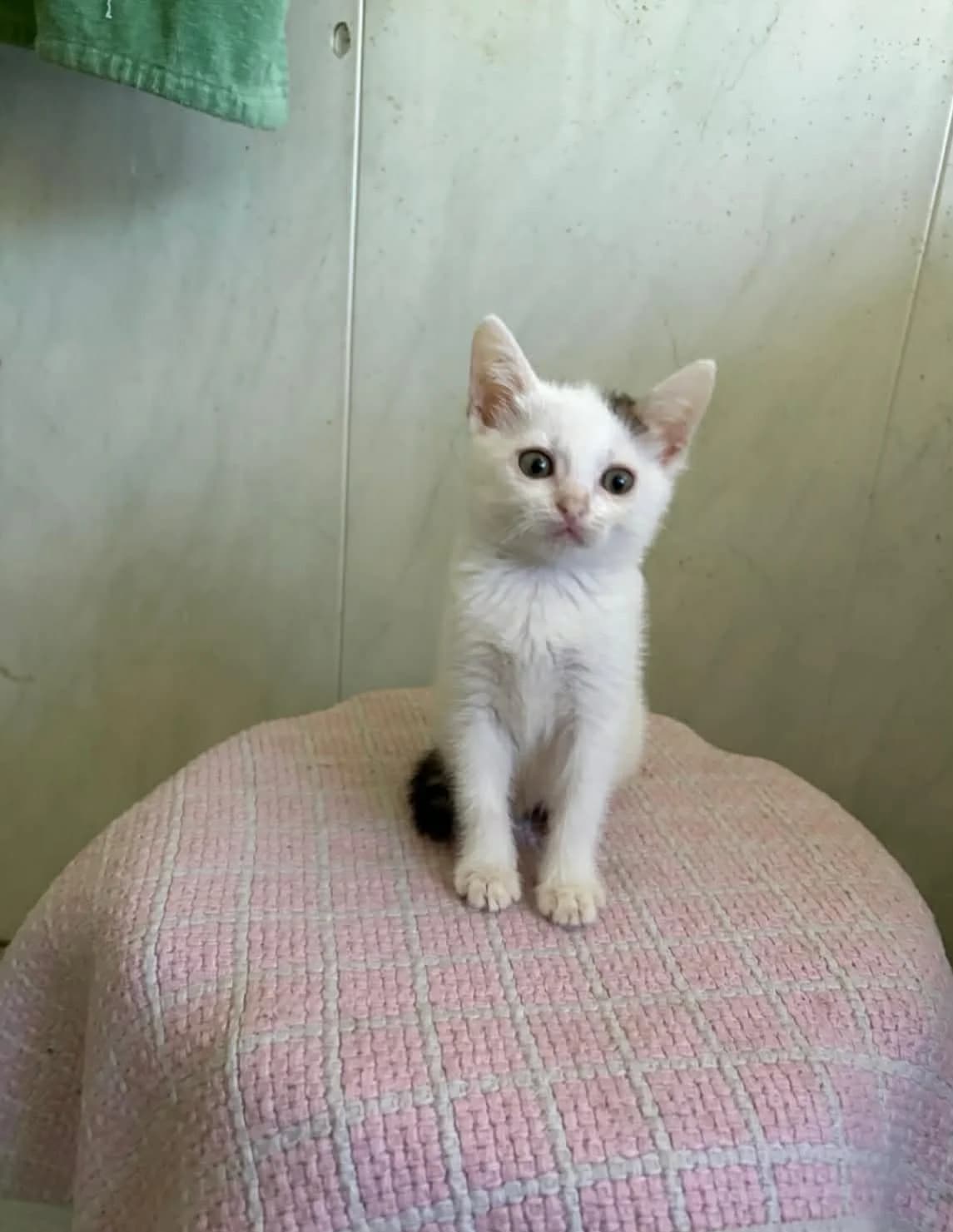 Daenerys, female Mixed Breed for adoption at Chats