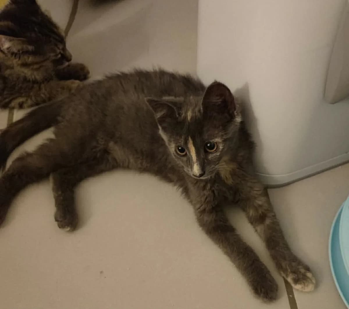 Echrisia, female Mixed Breed for adoption at Chats
