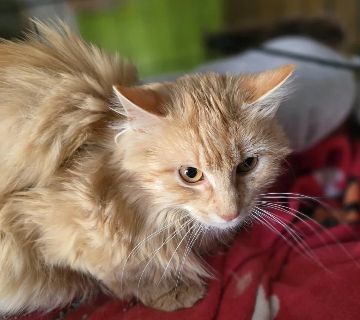 Edward, female Mixed Breed for adoption at Chats