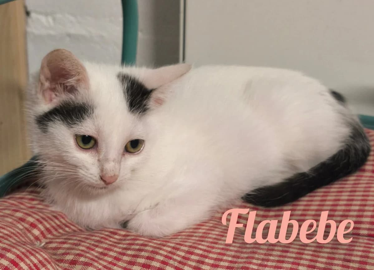 flabébé, female Mixed Breed for adoption at Chats
