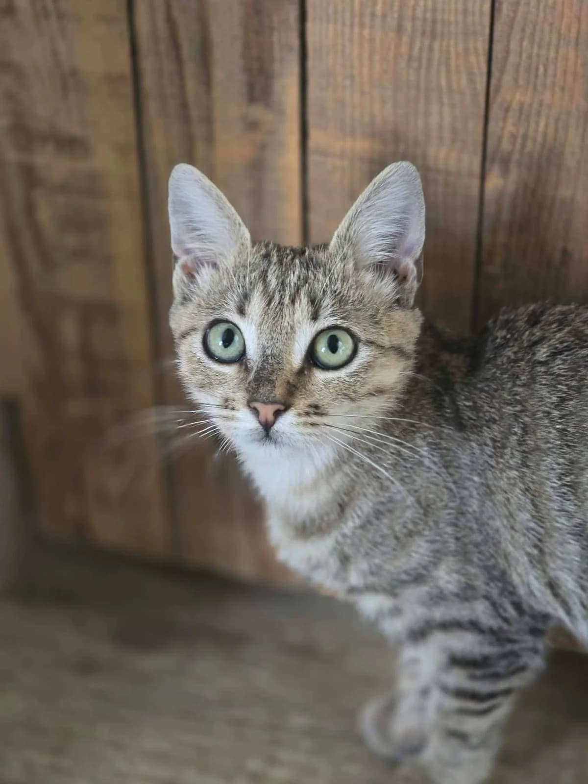 flexine, female Mixed Breed for adoption at Chats