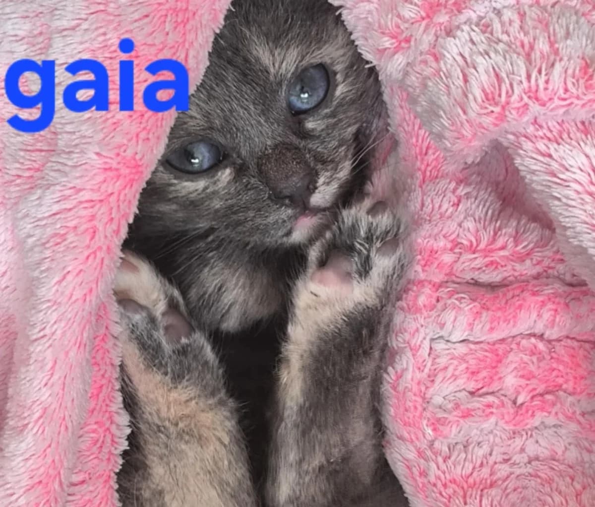 gaïa, female Mixed Breed for adoption at Chats
