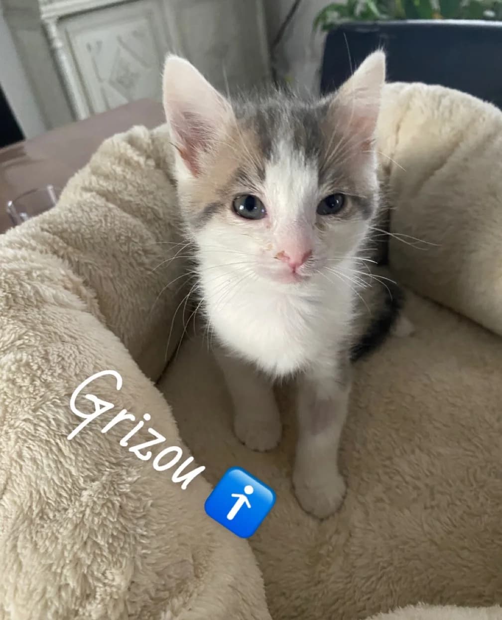 Grizou, male Mixed Breed for adoption at Chats