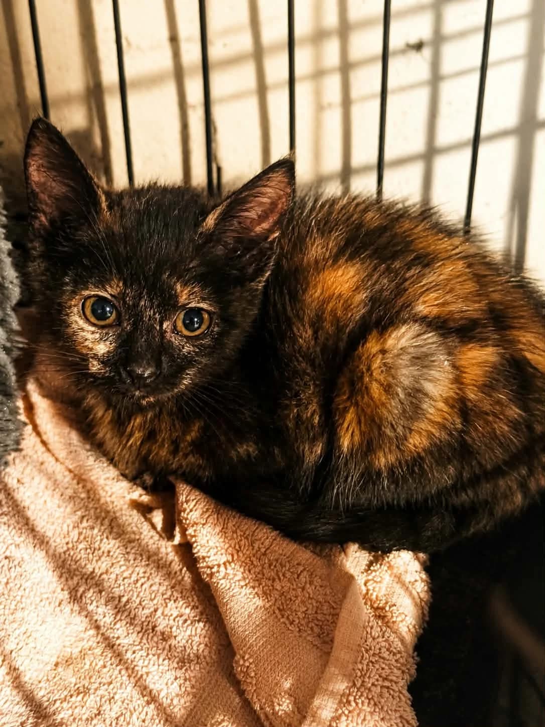 herissonne, female Mixed Breed for adoption at Chats