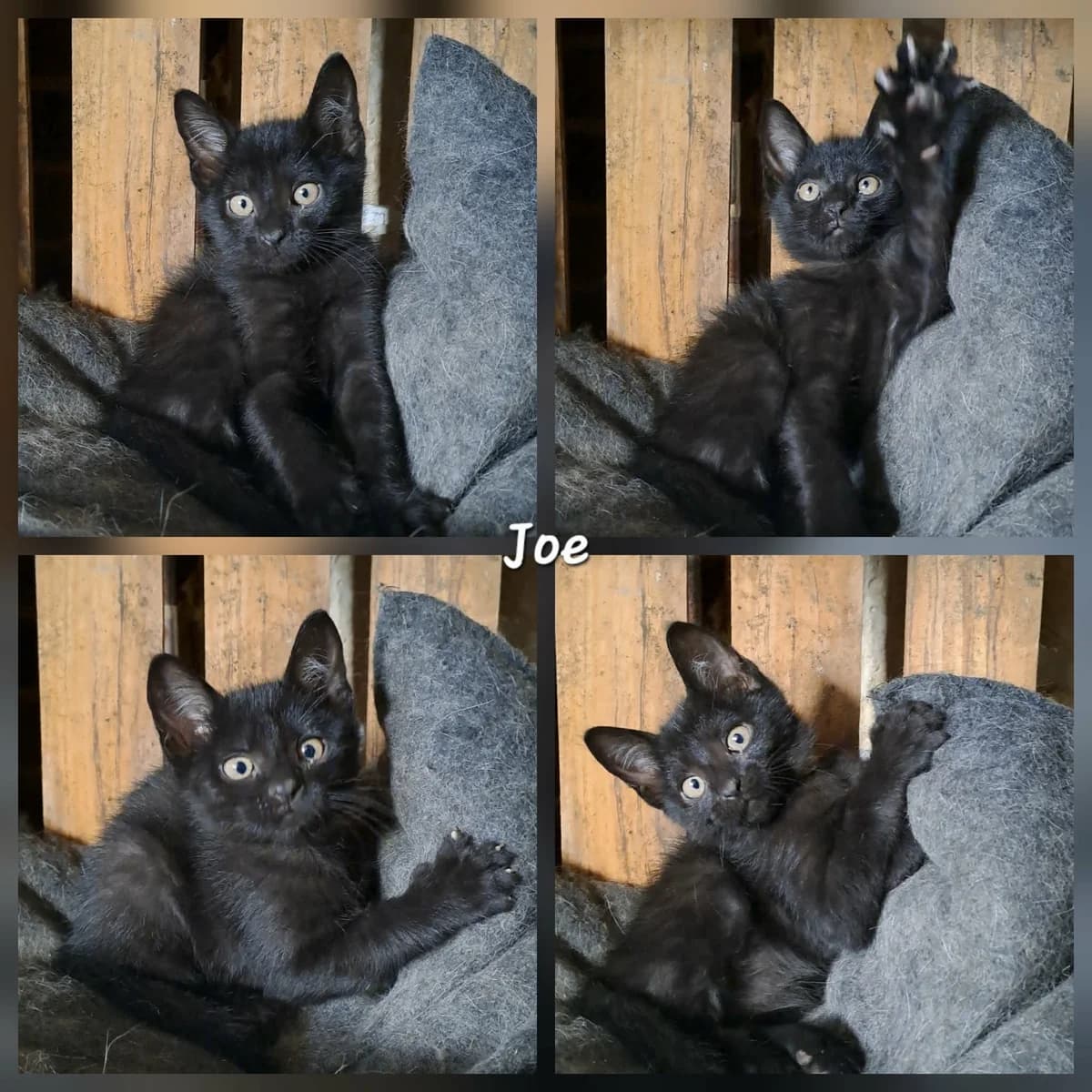 joé, male Mixed Breed for adoption at Chats