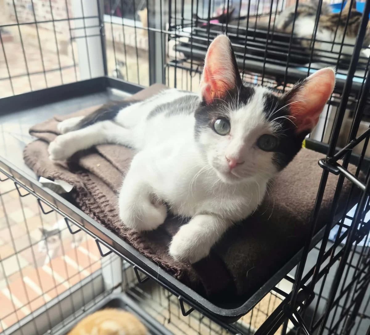 leffe, male Mixed Breed for adoption at Chats