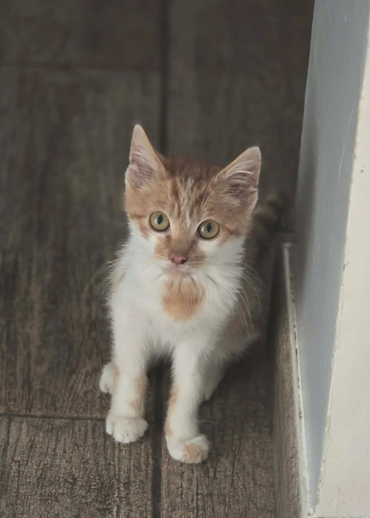 loup, male Mixed Breed for adoption at Chats