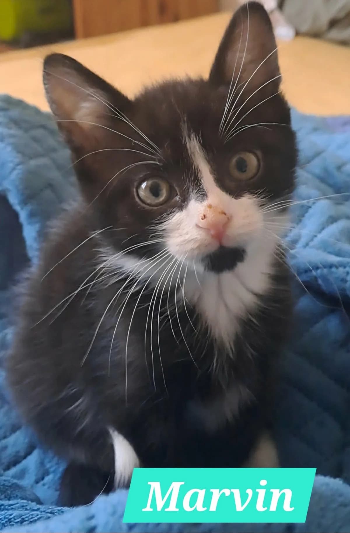 marvin, male Mixed Breed for adoption at Chats
