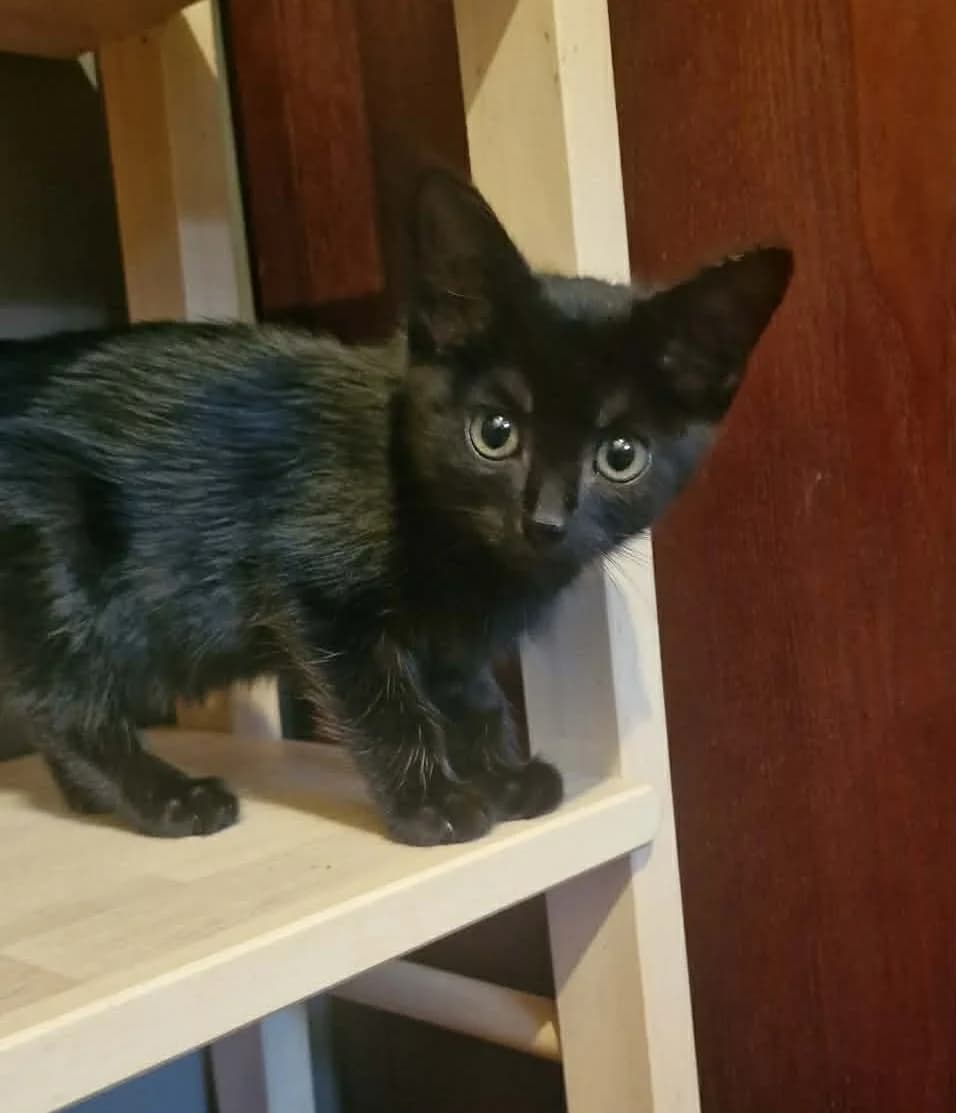 nox, male Mixed Breed for adoption at Chats