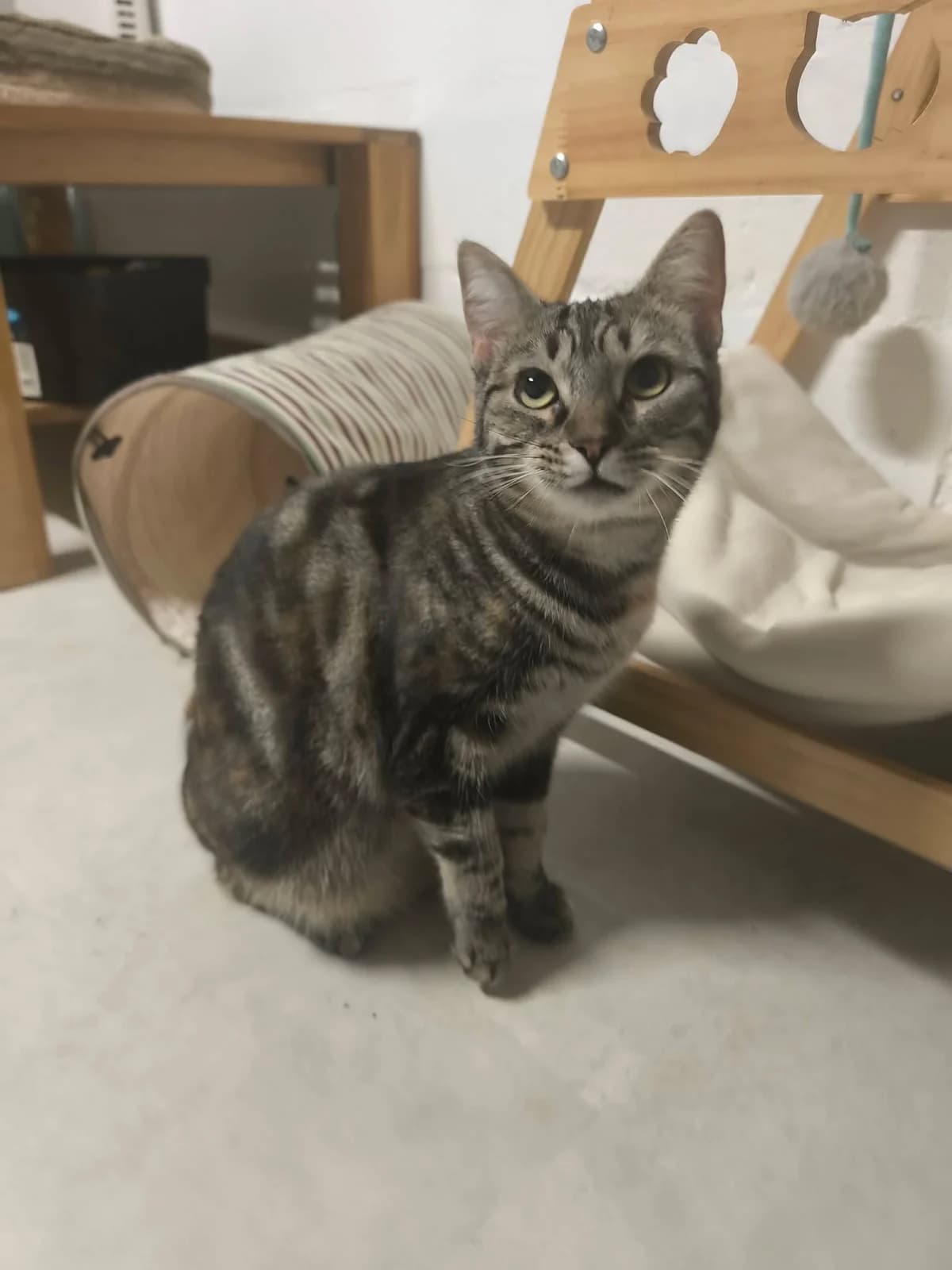 rebecca, female Mixed Breed for adoption at Chats