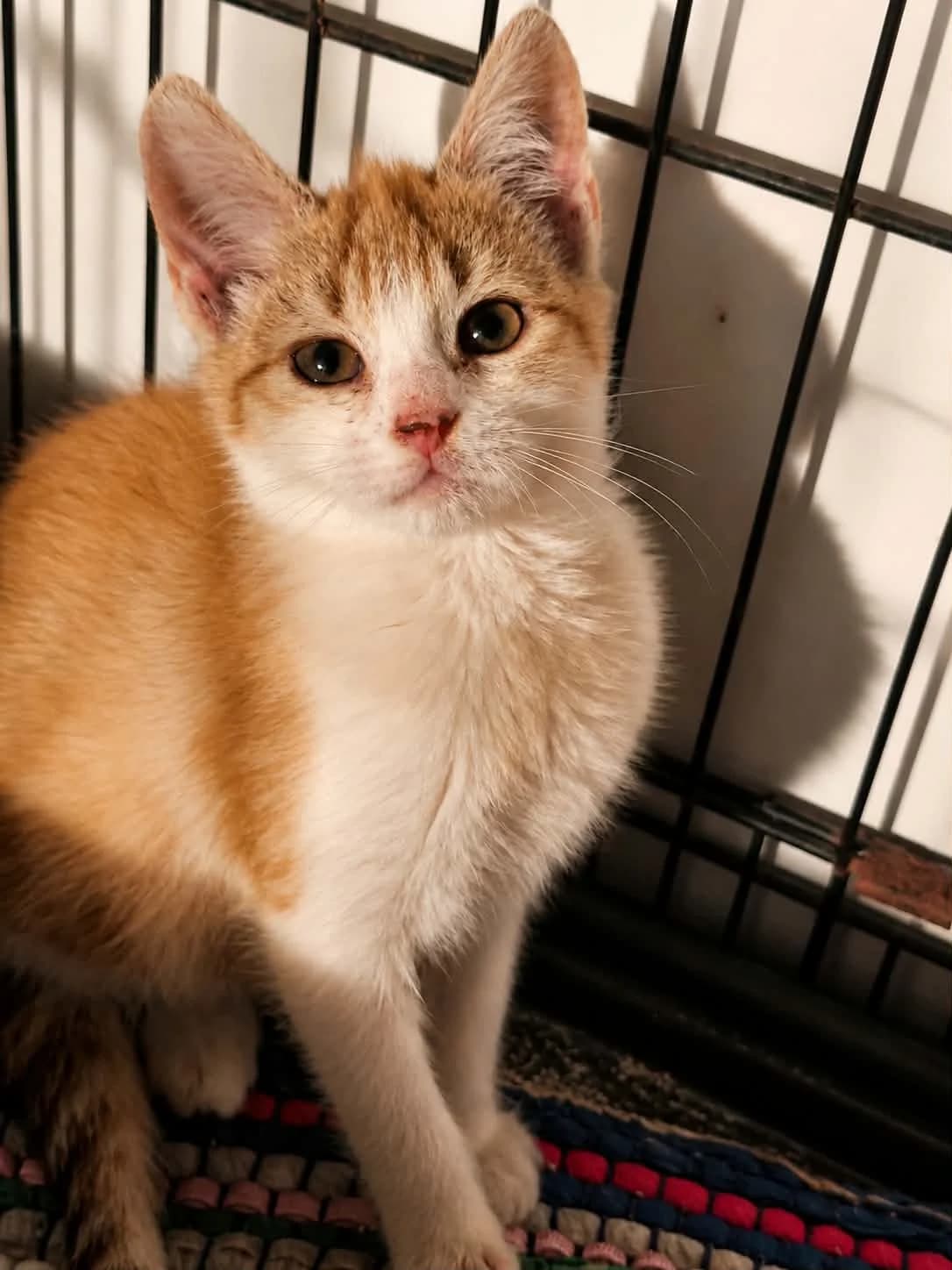 renard, male Mixed Breed for adoption at Chats