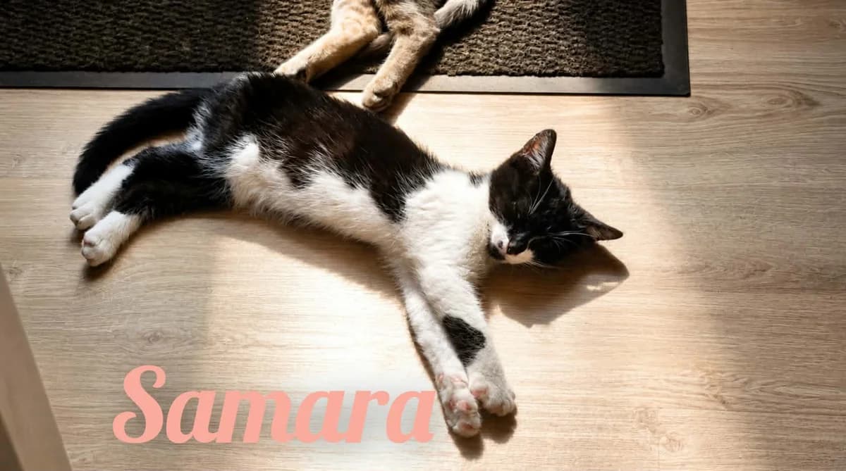 samara, female Mixed Breed for adoption at Chats