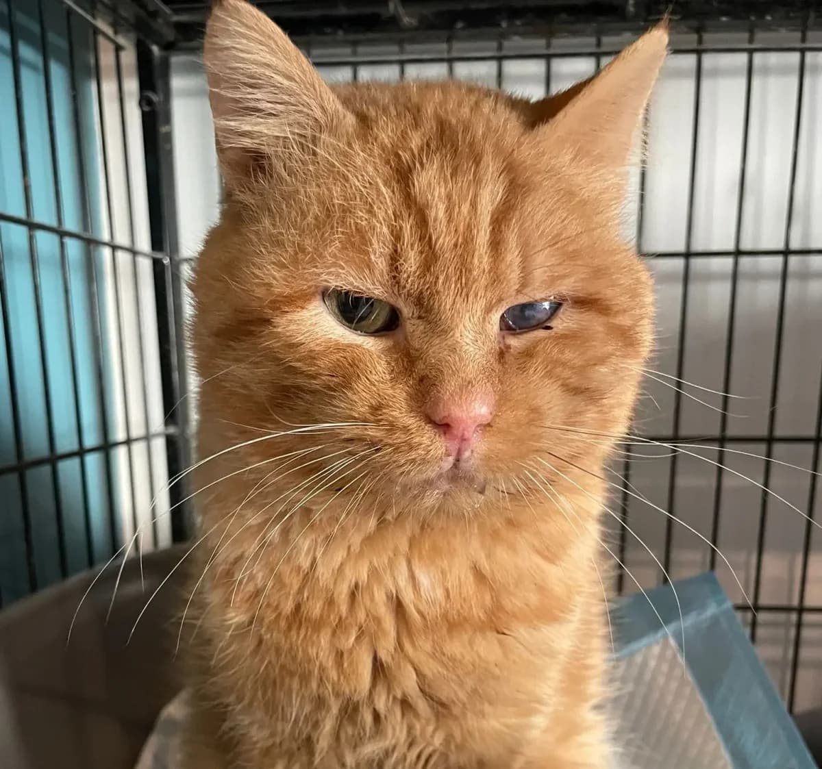UZUL, Roux male senior Mixed Breed for adoption at Chiens Chats & Compagnie (Nantes), Nantes