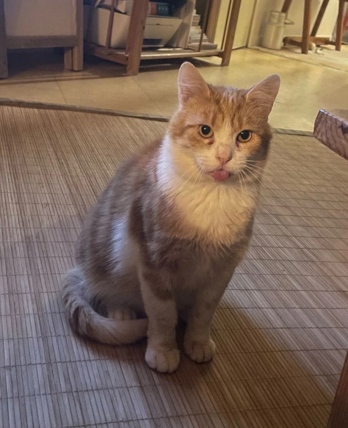 AZUR, male 5yo Mixed Breed for adoption at Chiens Chats & Compagnie (Nantes), Nantes