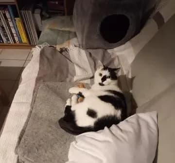 TISANE, noire et blanche female senior Mixed Breed for adoption at Chiens Chats & Compagnie (Nantes), Nantes