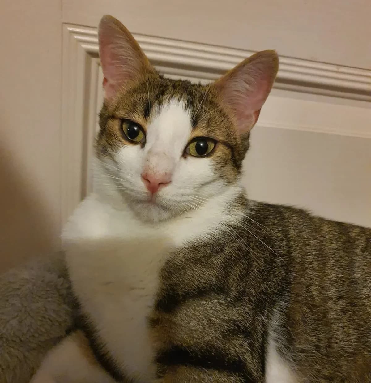 YOGI, male young Mixed Breed for adoption at Chiens Chats & Compagnie (Nantes), Nantes